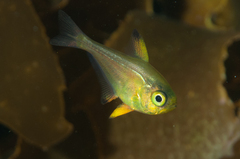 Bigeye photo 4