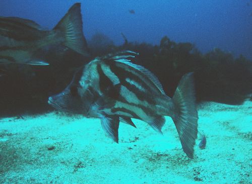 Boarfish (Paristiopterus labiosus) — Pentacerotidae