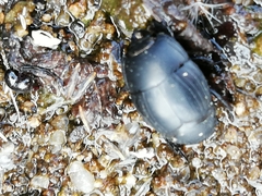 Margarinotus striola