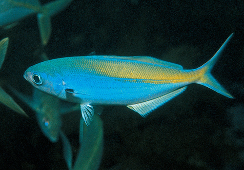 Blue knifefish (Labracoglossa nitida) — Kyphosidae — 4