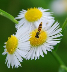 Sphaerophoria menthastri