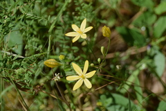 Triteleia ixioides scabra