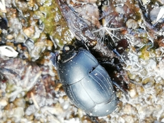 Margarinotus striola