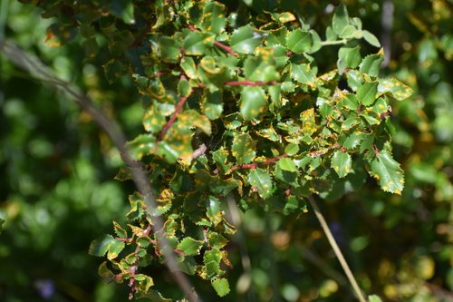 iNaturalist observation photo of Puccinia digitata