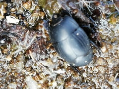 Margarinotus striola