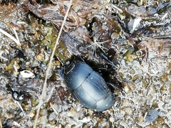 Margarinotus striola