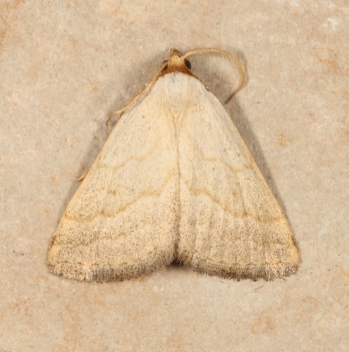 Oxycilla tripla photo 3