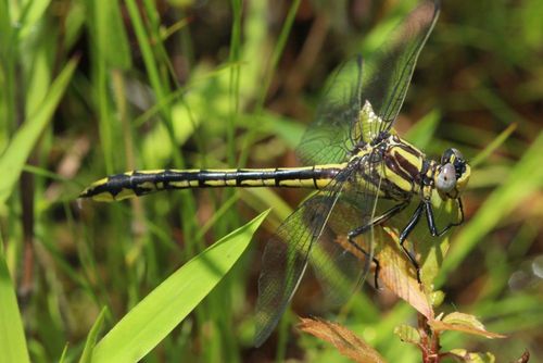 Pronghorn Clubtail photo 6