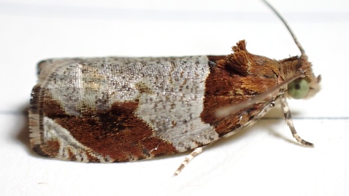 Hydrangea Leaftier Moth photo 5