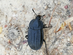 Silpha puncticollis