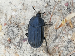 Silpha puncticollis