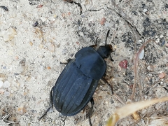 Silpha puncticollis