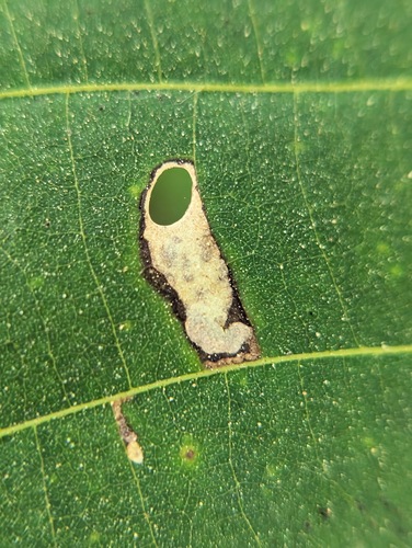 Coptodisca lucifluella photo 2