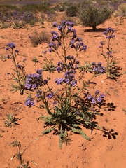 Phacelia corrugata