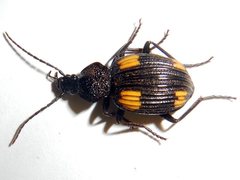 Craspedophorus