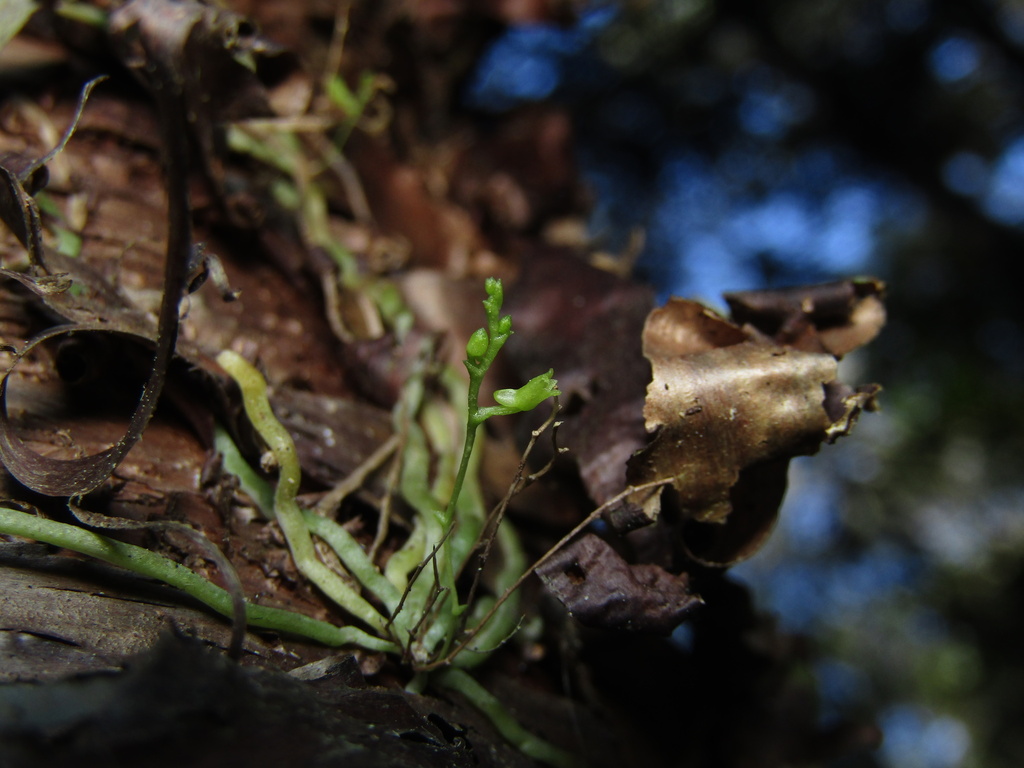 Taeniophyllum muelleri