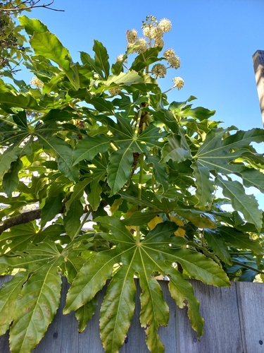 Fatsia japonica