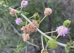 Mimosa asperata