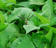 Calopteryx japonica