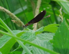 Calopteryx japonica