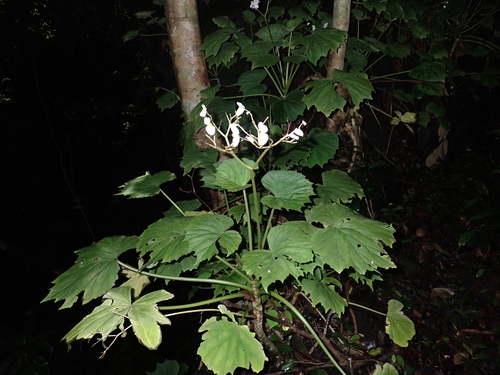 Begonia fusca observed 2024-05-25