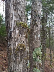 Ostrya virginiana image