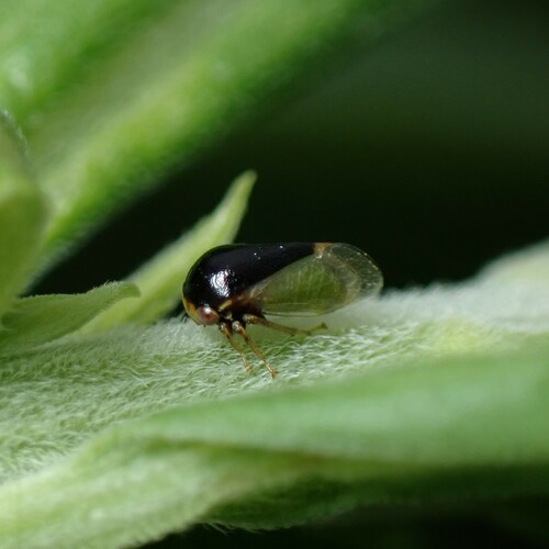 Honeylocust Treehopper photo 4