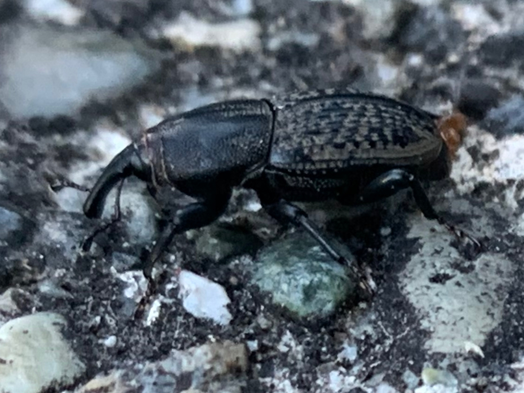 Rocky Mountain Billbug