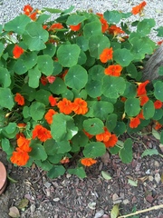 Tropaeolum majus