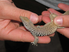 Aspidoscelis tigris tigris