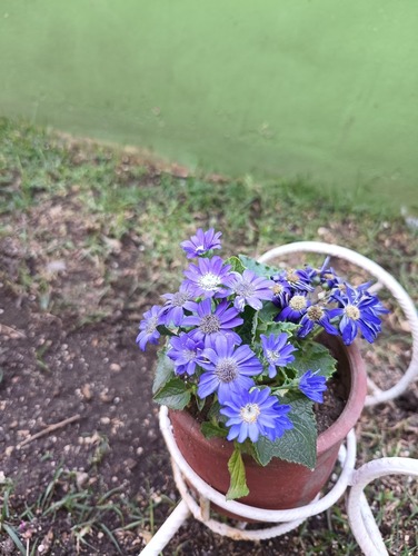 Foto de Margarida-chinesa
