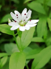 Pseudostellaria europaea