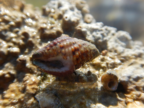 Engina zea observed 2015-01-17