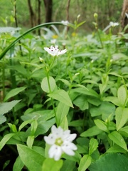 Pseudostellaria europaea