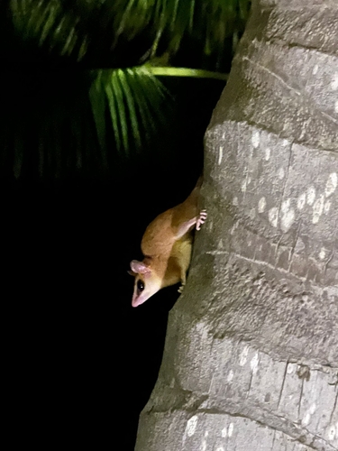 Robinson's Mouse Opossum