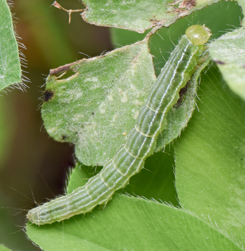 Green Cloverworm Moth, photo 2 of 10