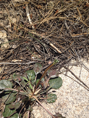 Eriogonum nudum nudum