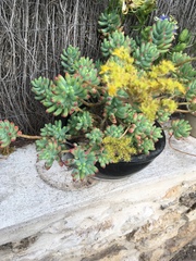 Sedum pachyphyllum