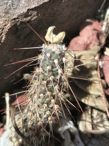 Image of Opuntia pubescens by no rights reserved