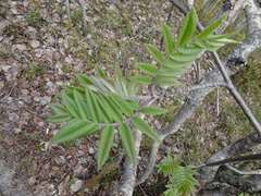 Sorbus aucuparia