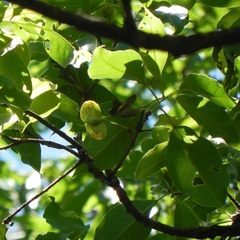 Terminalia argentea, photograph (c) Thomaz Ricardo Favreto Sinani, some rights reserved (CC BY)