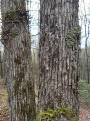 Ostrya virginiana image