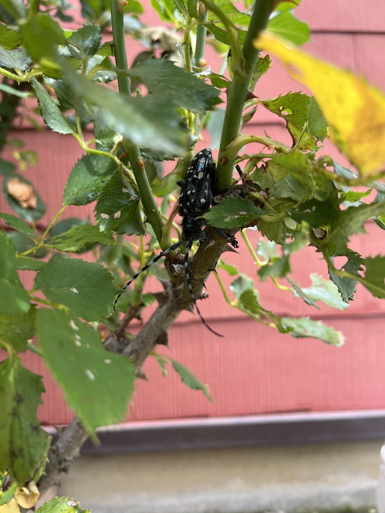 Citrus Longhorn Beetle from 蜂屋町 上蜂屋, 美濃加茂市, Gifu, JP on June 9, 2024 at ...