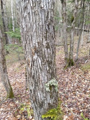Ostrya virginiana image