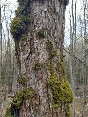 Ostrya virginiana image
