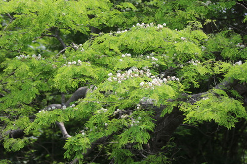 Lysiloma divaricatum - Whole tree