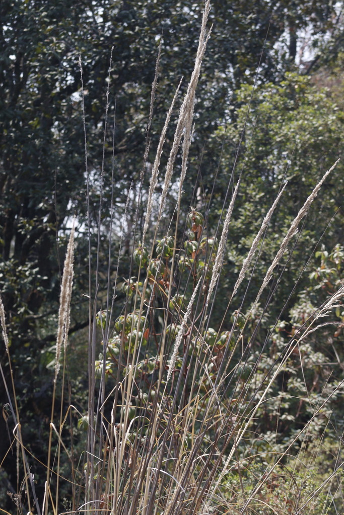 Muhlenbergia robusta from Cd. de México, México on June 8, 2024 at 10