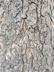 Platanus occidentalis