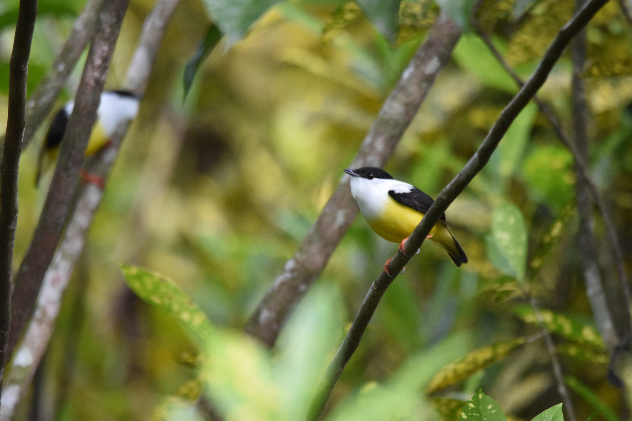 White-collared Manakin (Manacus candei)