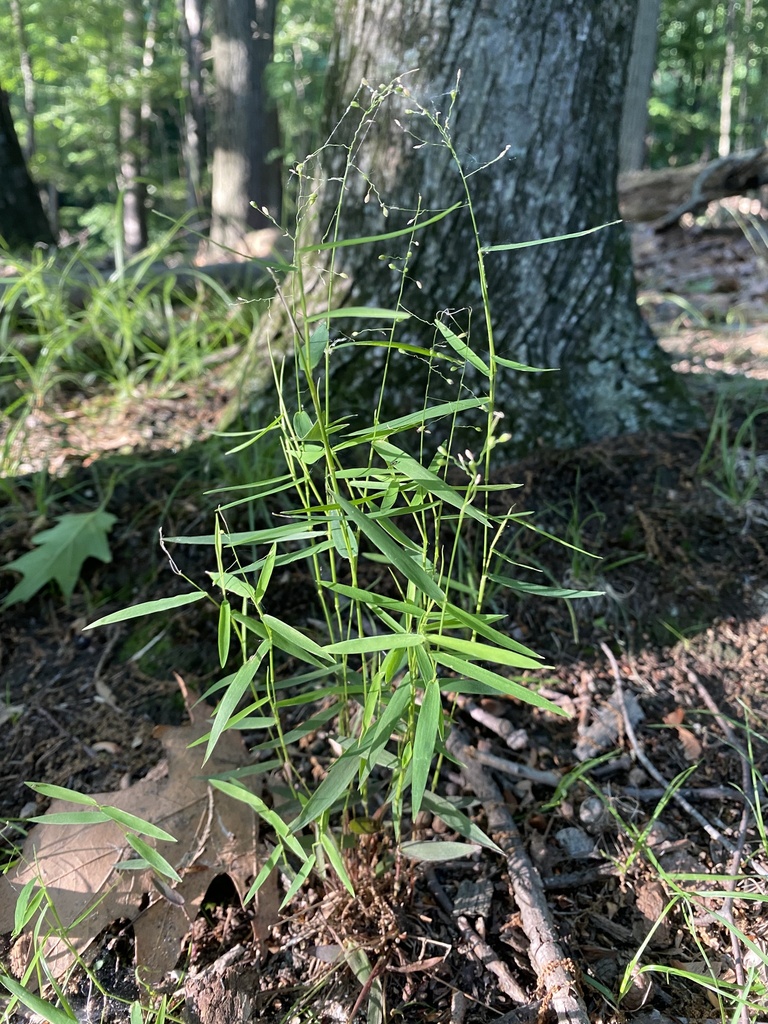 forked witchgrass